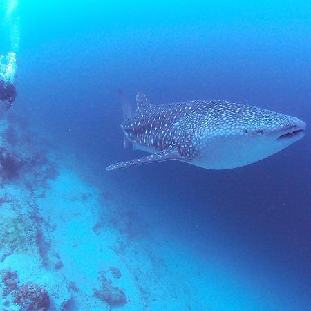 فندق Unwind Dhigurah ديجوراه المظهر الخارجي الصورة