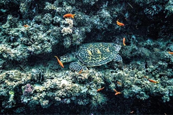 فندق Unwind Dhigurah ديجوراه المظهر الخارجي الصورة