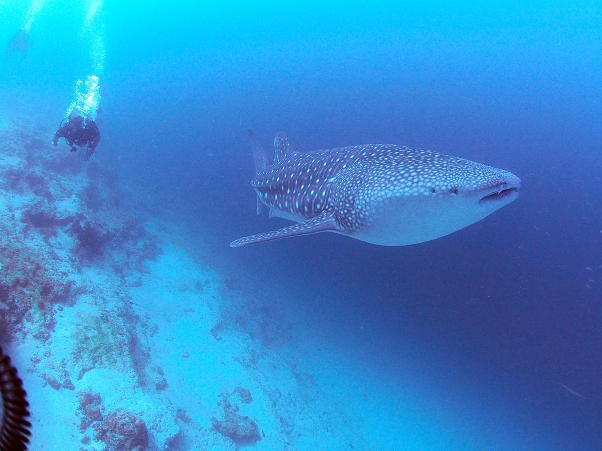 فندق Unwind Dhigurah ديجوراه المظهر الخارجي الصورة