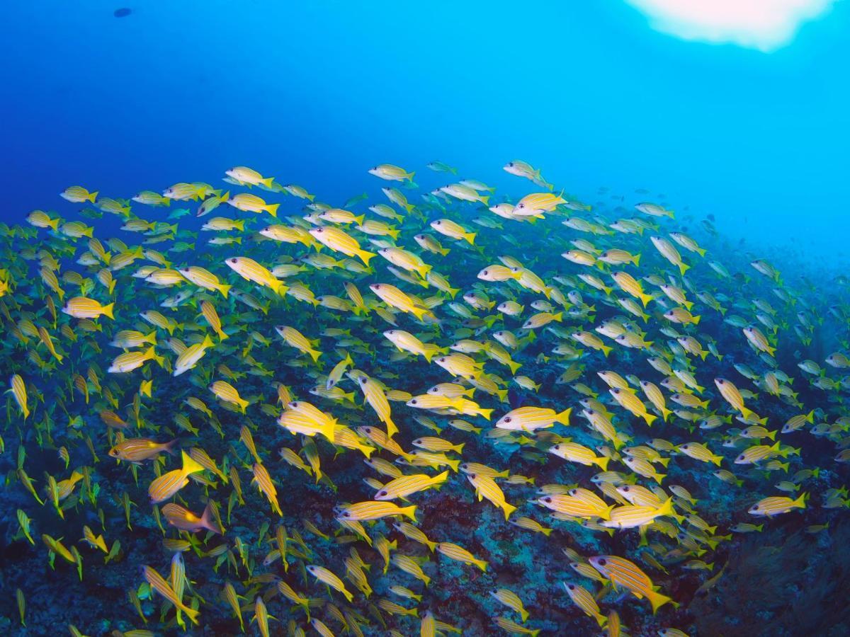 فندق Unwind Dhigurah ديجوراه المظهر الخارجي الصورة