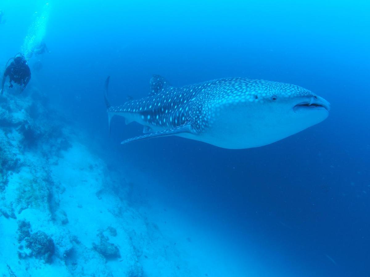 فندق Unwind Dhigurah ديجوراه المظهر الخارجي الصورة