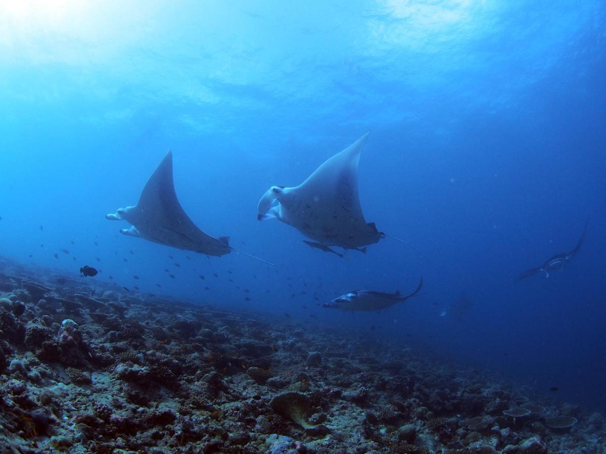 فندق Unwind Dhigurah ديجوراه المظهر الخارجي الصورة